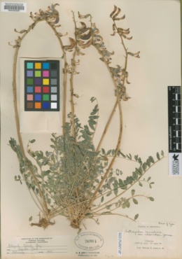 Astragalus remulcus image