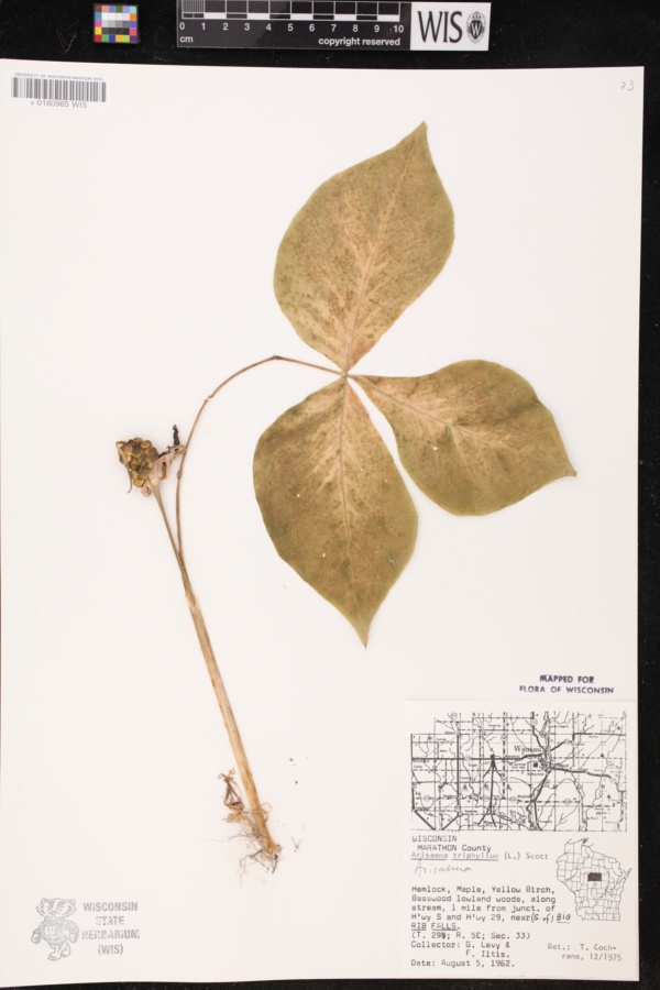 Arisaema triphyllum subsp. triphyllum image