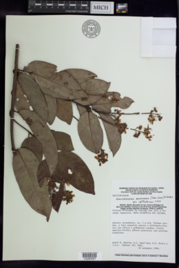 Banisteriopsis nummifera image