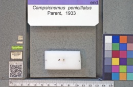 Campsicnemus penicillatus image