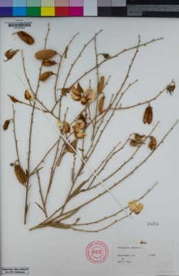 Image of Crotalaria juncea