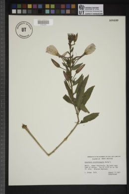 Oenothera erythrosepala image