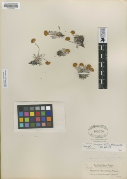 Eriogonum chrysops image