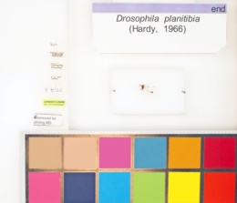 Drosophila planitibia image
