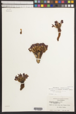Orobanche californica subsp. californica image
