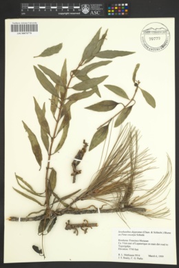Struthanthus deppeanus image