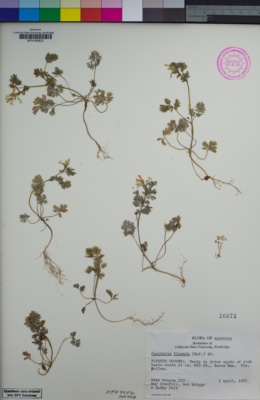 Image of Corydalis flavula