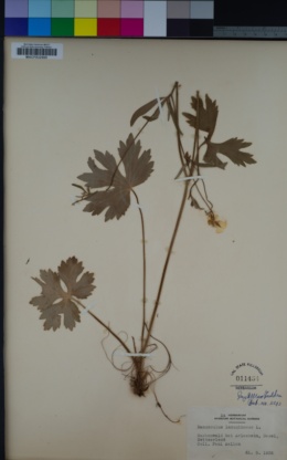 Image of Ranunculus lanuginosus