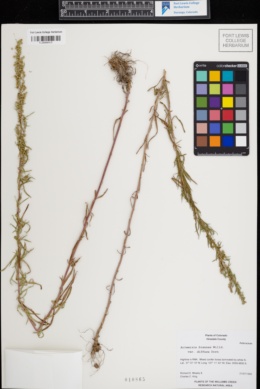 Artemisia biennis var. diffusa image