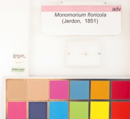 Monomorium floricola image