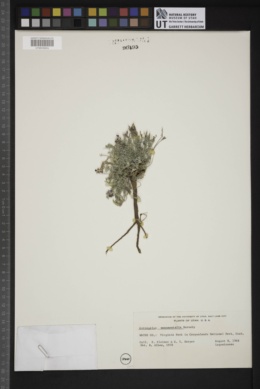 Astragalus monumentalis image