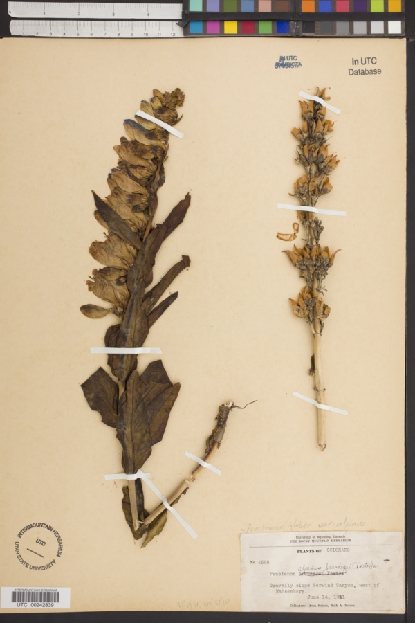 Penstemon alpinus subsp. brandegeei image