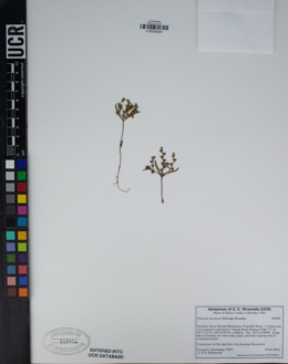 Phacelia racemosa image
