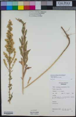 Solidago velutina subsp. californica image