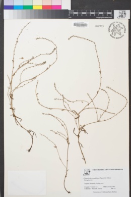 Image of Plagiobothrys undulatus