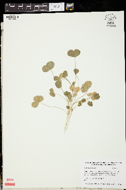Trifolium spumosum image