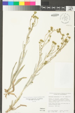 Hemizonia congesta subsp. luzulifolia image