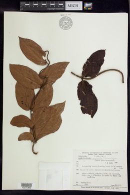 Banisteriopsis grandifolia image