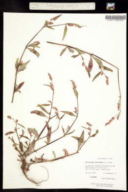 Image of Persicaria maculata