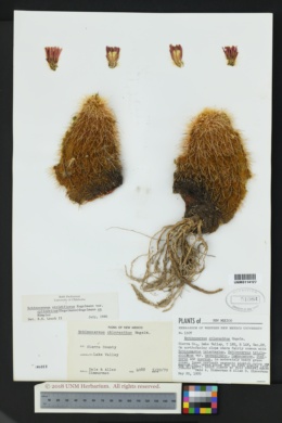Echinocereus viridiflorus var. cylindricus image