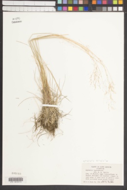 Agrostis Leptotricha image