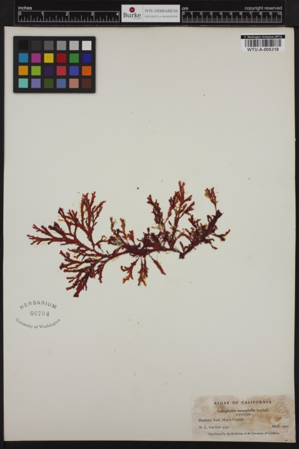 Callophyllis stenophylla image