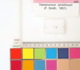 Tetramorium simillimum image