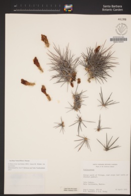 Echinocereus maritimus image