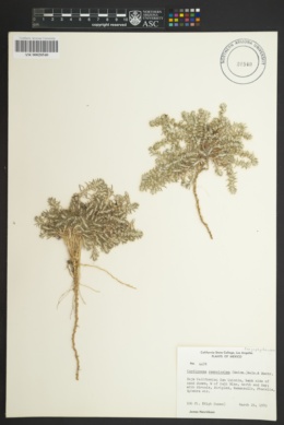 Image of Cardionema ramosissima