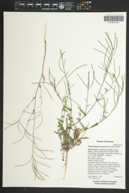 Thelypodiopsis purpusii image