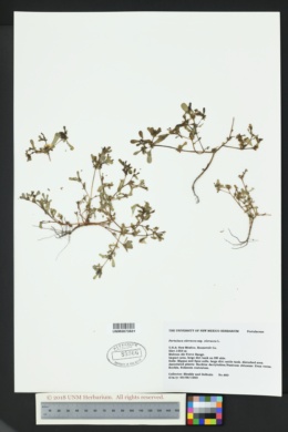 Portulaca oleracea var. oleracea image