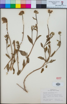 Encelia californica image