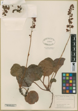 Pyrola rotundifolia var. incarnata image