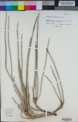 Image of Euphorbia antisyphilitica