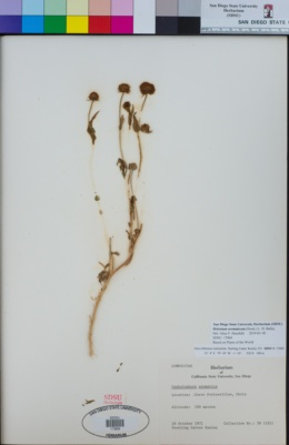Image of Helenium aromaticum
