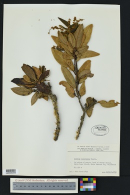 Image of Quercus tomentella