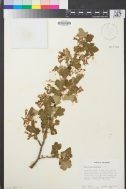 Image of Ribes viscosissimum