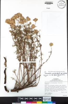 Monardella undulata subsp. undulata image