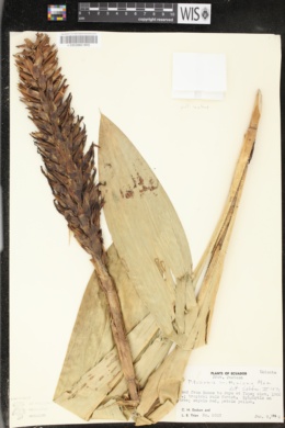 Image of Pitcairnia brittoniana