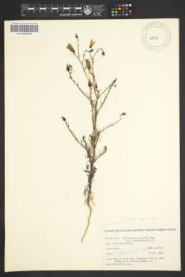 Cordylanthus wrightii subsp. wrightii image