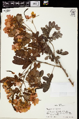 Cassia glauca image