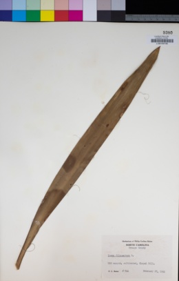 Image of Yucca filamentosa