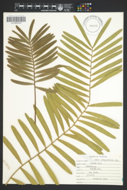 Image of Zamia integrifolia