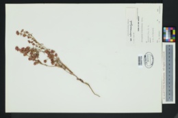 Eriogonum abertianum var. ruberrimum image