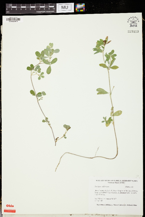 Trifolium velebiticum image