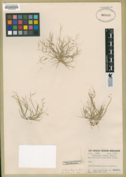 Aristida jorullensis image