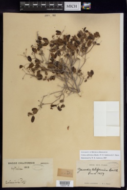 Cottsia californica image