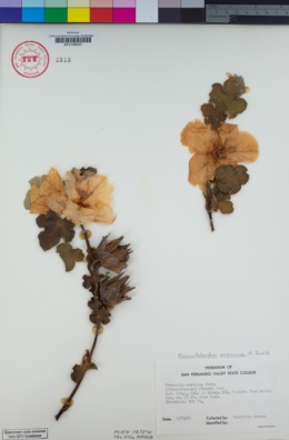 Image of Fremontodendron mexicanum