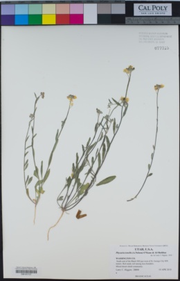 Image of Physaria tenella