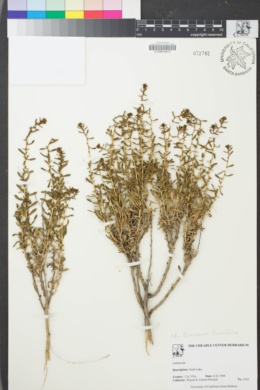 Image of Ericameria linearifolia